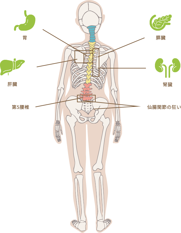 胃と肝、膵、腎の脊椎中枢神経